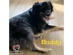 Adopt Buddy (Courtesy Post) a Black - with Tan, Yellow or Fawn Australian