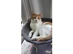 Adopt Rocky a Orange or Red Domestic Shorthair / Mixed Breed (Medium) / Mixed