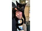 Adopt Starling a All Black Domestic Shorthair / Domestic Shorthair / Mixed cat
