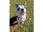 Adopt Freddy a White American Pit Bull Terrier / Mixed Breed (Medium) / Mixed