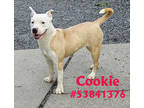 Adopt Cookie -#18 a Tan/Yellow/Fawn American Pit Bull Terrier / Mixed Breed