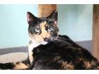 Adopt Lavender IN FOSTER a Brown Tabby Domestic Shorthair / Mixed Breed (Medium)