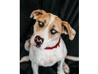 Adopt Blue a Gray/Blue/Silver/Salt & Pepper Catahoula Leopard Dog / Mixed dog in