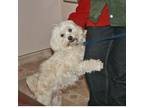Adopt SIMON-Help & Sponsorship a White Maltipoo / Mixed dog in Los Angeles