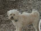 Adopt SAMANTHA-Help Needed a White Maltipoo / Mixed dog in Los Angeles
