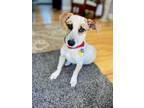 Adopt Pokey! a White - with Red, Golden, Orange or Chestnut Cattle Dog / Mixed