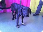 Adopt ABBY-Special Needs-Sponsorship a Black Labrador Retriever / Mixed dog in