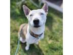 Adopt Breccia a White Siberian Husky / Mixed dog in St Louis, MO (39314345)