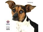 Adopt Victoria a Beagle / Pug / Mixed dog in Tomball, TX (39302460)
