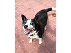Adopt Tifo a White - with Black Border Collie / Mixed dog in Hicksville