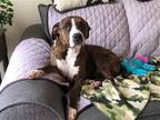 Adopt Luna B a Brindle - with White Mountain Cur / Terrier (Unknown Type