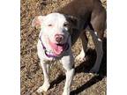 Adopt Daisy a White American Pit Bull Terrier dog in Coralville, IA (39738109)