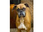 Adopt Tara II a Tan/Yellow/Fawn Boxer / Mixed dog in Austin, TX (39736532)