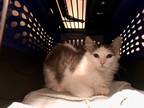 Adopt Polly a Domestic Mediumhair / Mixed (short coat) cat in Meriden
