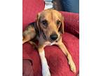 Adopt Yoda Hampton a Tricolor (Tan/Brown & Black & White) Beagle / Mixed dog in