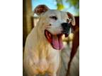 Adopt Jax VI a White Boxer / Mixed dog in Austin, TX (39736531)