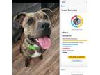 Adopt Stark a White - with Tan, Yellow or Fawn American Pit Bull Terrier / Pit