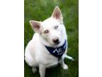 Adopt Rikki a White - with Tan, Yellow or Fawn Husky / Mixed dog in West