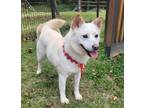 Adopt Gongja a White Jindo / Mixed dog in Durham, NC (39735327)