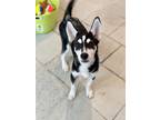 Adopt Tess a Black - with White Siberian Husky / Mixed Breed (Medium) dog in