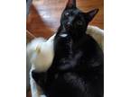 Adopt Donnie a Black (Mostly) Domestic Shorthair (short coat) cat in Brick
