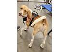 Adopt Scout a Tan/Yellow/Fawn - with White Beagle / Mixed dog in Alexis
