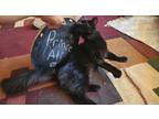 Adopt Prince Ali a All Black Domestic Longhair (long coat) cat in San Luis