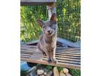 Adopt Harriet a Gray or Blue American Shorthair (short coat) cat in Paso Robles