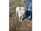 Adopt CASPER a White Labrador Retriever / Great Pyrenees / Mixed (short coat)