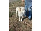 Adopt CASPER a White Labrador Retriever / Great Pyrenees / Mixed dog in