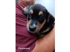 Adopt FLEETWOOD a Black German Shepherd Dog / Mixed Breed (Medium) / Mixed