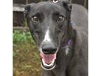 Adopt DONNA a Black Greyhound / Mixed dog in Grandville, MI (39728932)