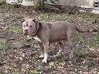 Adopt Princess a Brown/Chocolate - with White Pit Bull Terrier / Mixed dog in