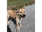 Adopt Willy Wonka a Tan/Yellow/Fawn Shepherd (Unknown Type) / Mixed Breed