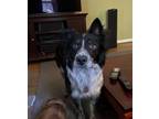 Adopt Goofs a Black - with White Border Collie / Mixed dog in Richmond