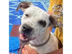Adopt Marley a White - with Black American Pit Bull Terrier / Staffordshire Bull