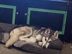Adopt Jade a Tricolor (Tan/Brown & Black & White) Husky / German Shepherd Dog /