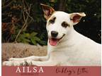 Adopt Ailsa a White - with Tan, Yellow or Fawn Terrier (Unknown Type