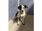 Adopt Ak'eed a Cattle Dog / Australian Cattle Dog / Mixed dog in Fort Lupton