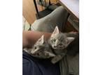 Adopt Kai a Gray, Blue or Silver Tabby Tabby / Mixed (medium coat) cat in San