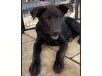 Adopt Riggo a Labrador Retriever / Cattle Dog / Mixed dog in Fort Lupton