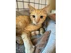 Adopt Porter a Orange or Red Domestic Shorthair / Mixed Breed (Medium) / Mixed