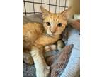 Adopt Porter a Orange or Red Domestic Shorthair / Domestic Shorthair / Mixed cat