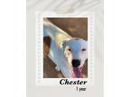 Adopt Chester a White Boxer / Labrador Retriever dog in Lukeville, AZ (39251998)