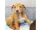 Adopt Nitro Cold Brew a Red/Golden/Orange/Chestnut Labrador Retriever / Mixed