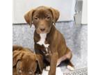 Adopt Cappuccino a Brown/Chocolate Labrador Retriever / Mixed dog in Atlanta