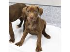 Adopt Frappe a Brown/Chocolate Labrador Retriever / Mixed dog in Atlanta