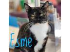 Adopt Esme a All Black Domestic Shorthair / Domestic Shorthair / Mixed cat in