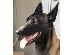 Adopt Vegas a Belgian Malinois / Mixed dog in Weatherford, TX (39714648)