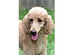 Adopt Amy a Tan/Yellow/Fawn Poodle (Standard) / Mixed dog in Chicago